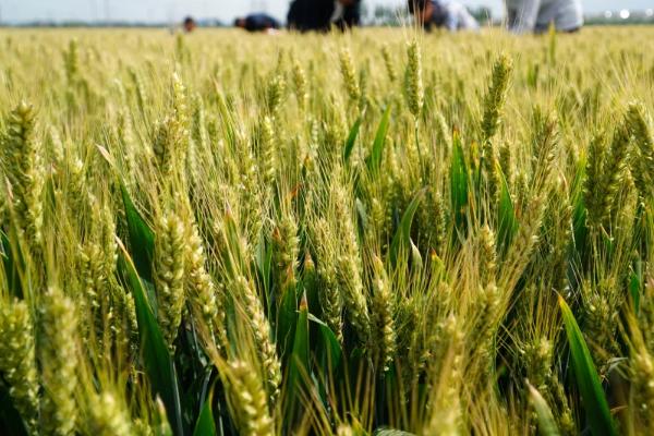 种植矮胖吨小麦的要点，在10月份上中旬播种