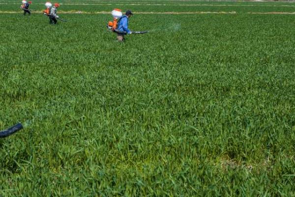 种植矮胖吨小麦的要点，在10月份上中旬播种