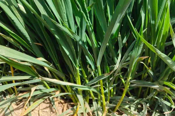 种植矮胖吨小麦的要点，在10月份上中旬播种