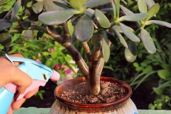 玉树的养殖方法，适宜的生长温度在20-30℃