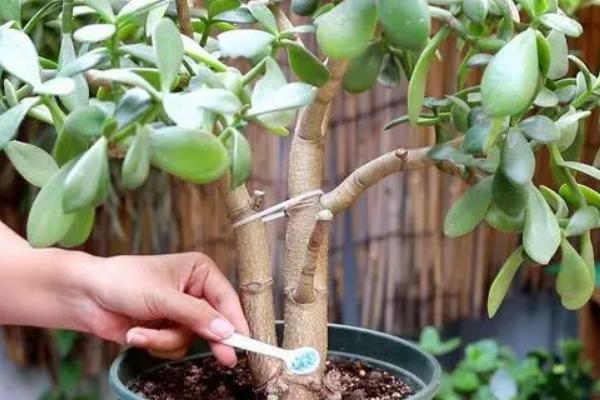 玉树的养殖方法，适宜的生长温度在20-30℃