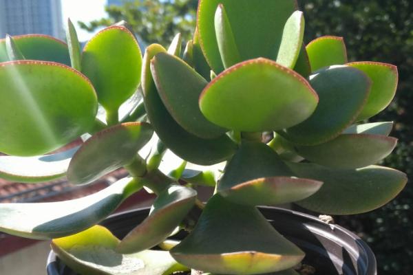 玉树的养殖方法，适宜的生长温度在20-30℃