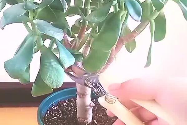 玉树的养殖方法，适宜的生长温度在20-30℃