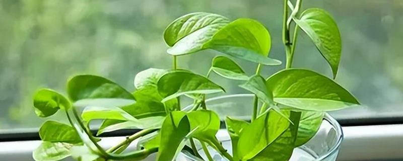 净化甲醛的植物，有绿萝、吊兰等