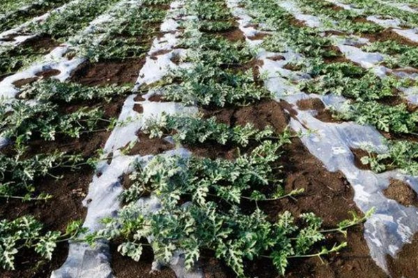 种西瓜能不能使用复合肥，养分均衡可在幼苗期、伸蔓期等时期使用