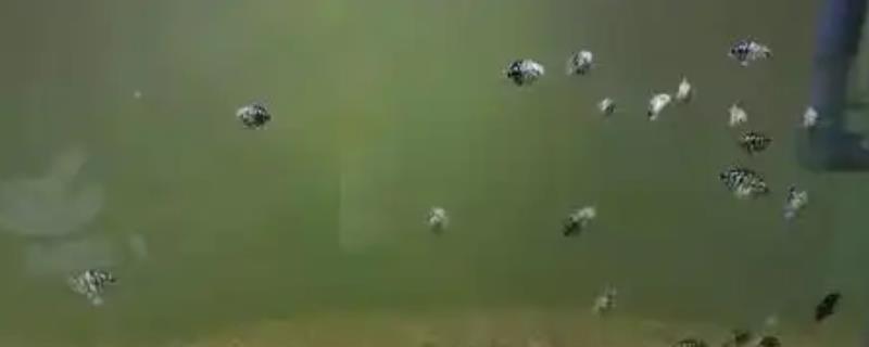 鱼缸水出现白雾浑浊如何处理，因喂食太多所致需减少饲喂量