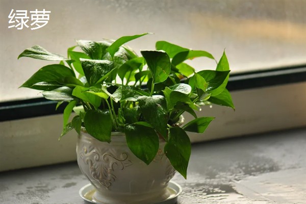 净化甲醛的植物，有绿萝、吊兰等