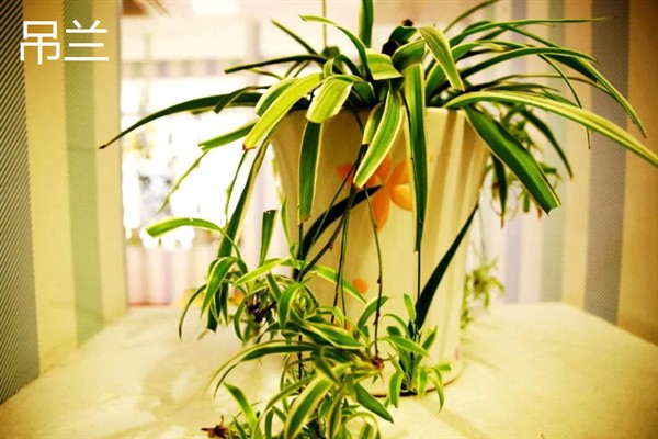净化甲醛的植物，有绿萝、吊兰等