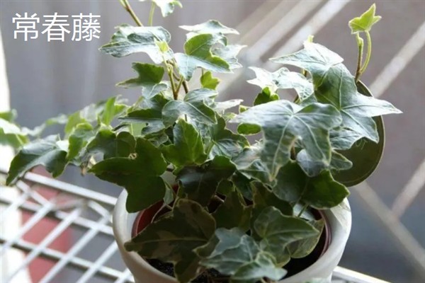 净化甲醛的植物，有绿萝、吊兰等
