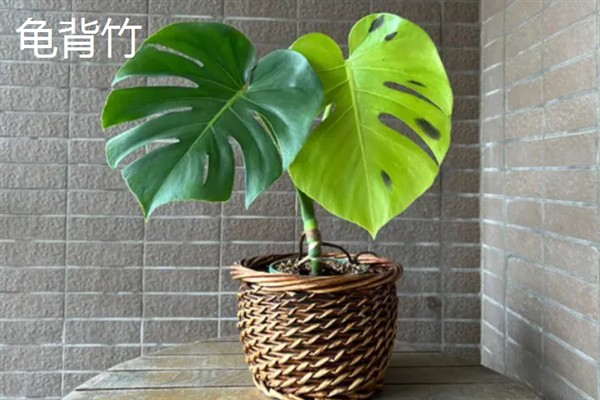 净化甲醛的植物，有绿萝、吊兰等