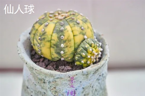 净化甲醛的植物，有绿萝、吊兰等