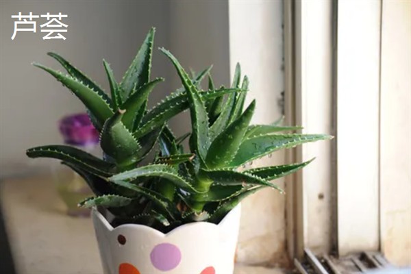 净化甲醛的植物，有绿萝、吊兰等