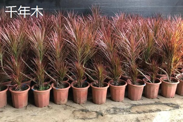 净化甲醛的植物，有绿萝、吊兰等