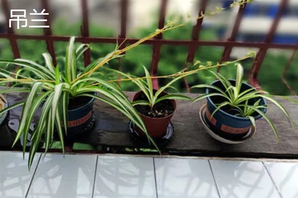 净化甲醛的植物，有绿萝、吊兰等