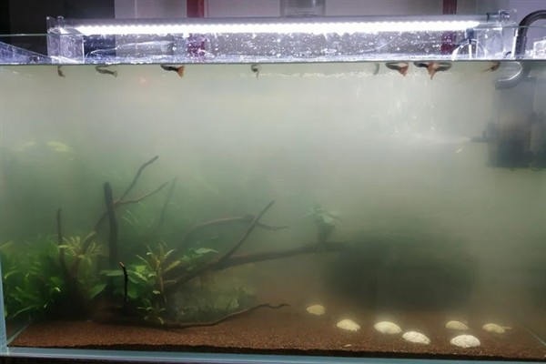 鱼缸水出现白雾浑浊如何处理，因喂食太多所致需减少饲喂量