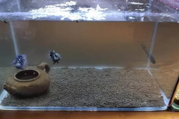 鱼缸水出现白雾浑浊如何处理，因喂食太多所致需减少饲喂量