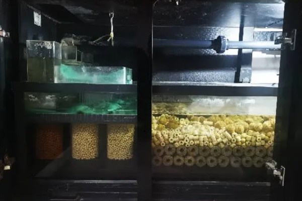 鱼缸水出现白雾浑浊如何处理，因喂食太多所致需减少饲喂量