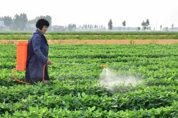 为什么要施叶面肥，可补充根部施肥的不足