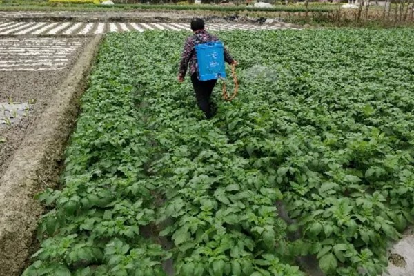 为什么要施叶面肥，可补充根部施肥的不足