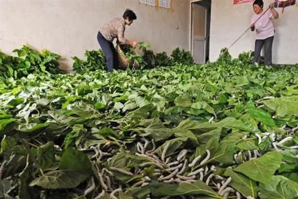 蚕如何养殖，每天早上投喂一次桑叶