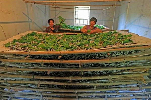 蚕如何养殖，每天早上投喂一次桑叶