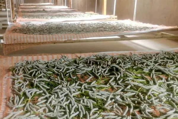 蚕如何养殖，每天早上投喂一次桑叶
