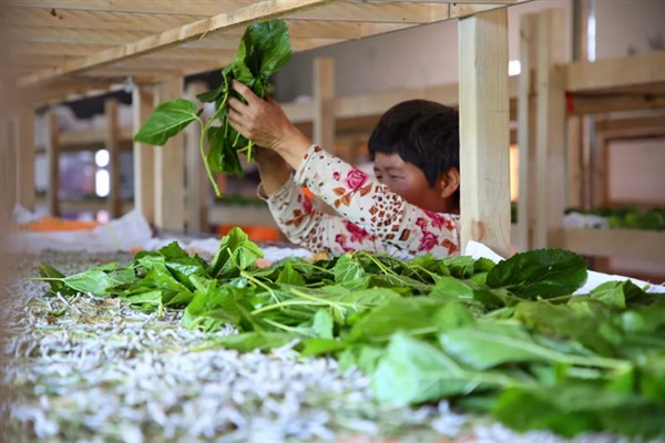 蚕如何养殖，每天早上投喂一次桑叶
