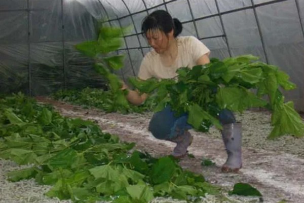 蚕如何养殖，每天早上投喂一次桑叶