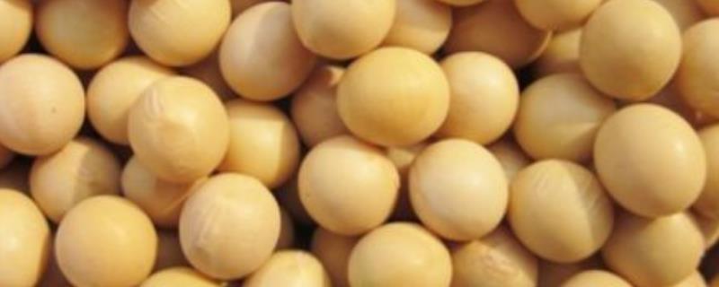 大豆播种前要准备什么，做好翻耕、灌水、除草等工作