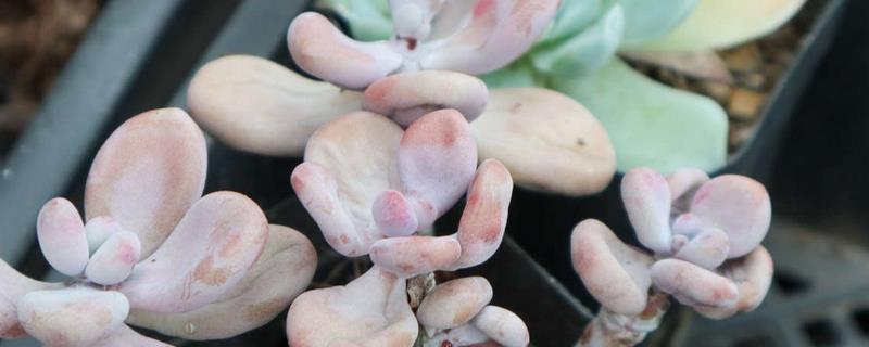 多肉的配土方法，推荐以下10种方法