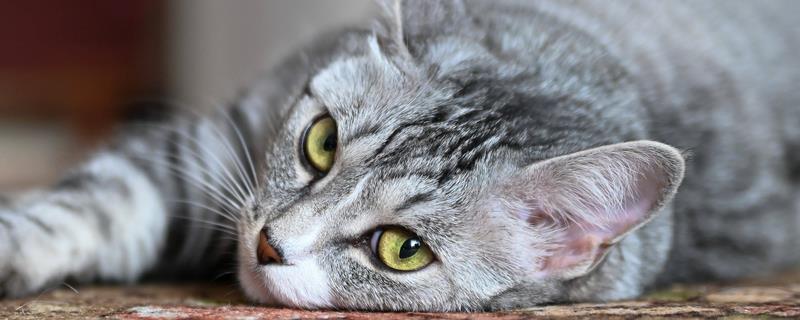 猫咪感染耳螨的治疗方法，需选择专门的滴耳剂给治疗