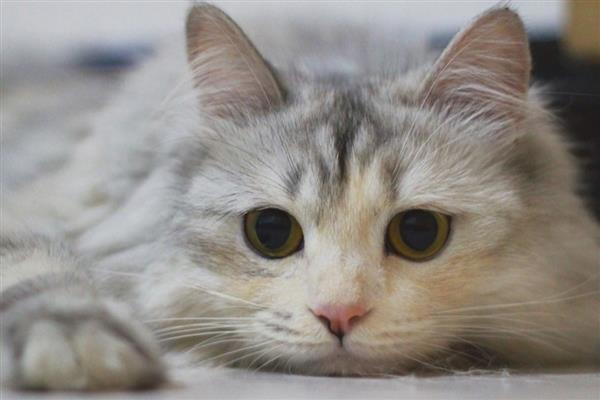猫咪感染耳螨的治疗方法，需选择专门的滴耳剂给治疗