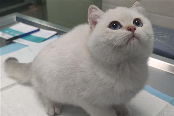 猫咪感染耳螨的治疗方法，需选择专门的滴耳剂给治疗