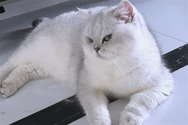 猫咪感染耳螨的治疗方法，需选择专门的滴耳剂给治疗
