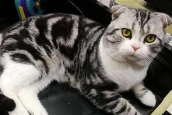 猫咪感染耳螨的治疗方法，需选择专门的滴耳剂给治疗