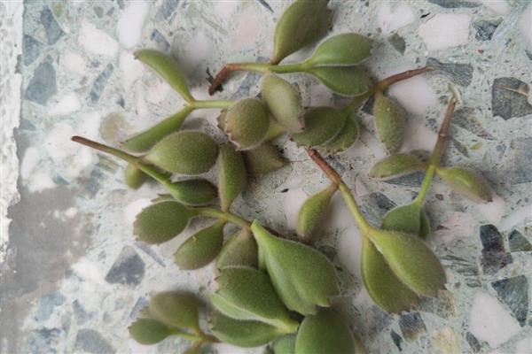 熊童子徒长怎么办，需要砍头处理