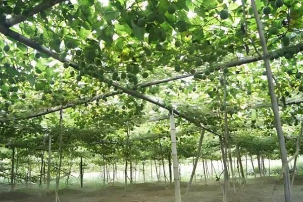 罗汉果的种植前景，加工品在市场上供不应求前景可观