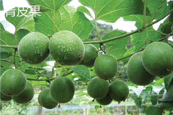 罗汉果的种植前景，加工品在市场上供不应求前景可观