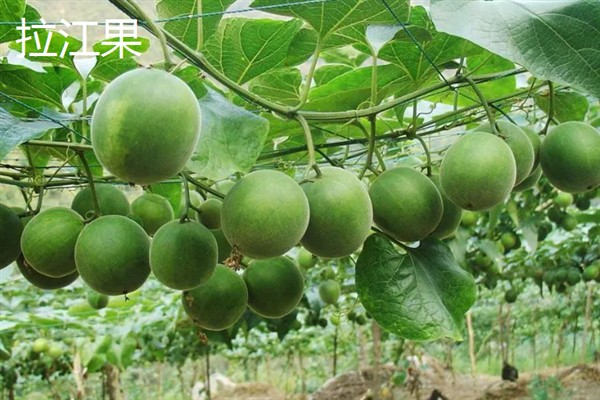 罗汉果的种植前景，加工品在市场上供不应求前景可观