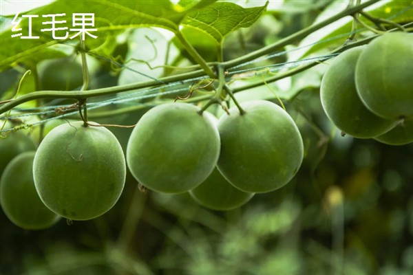 罗汉果的种植前景，加工品在市场上供不应求前景可观