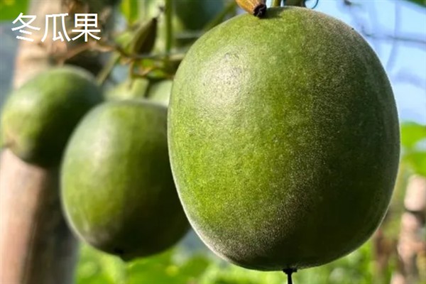 罗汉果的种植前景，加工品在市场上供不应求前景可观