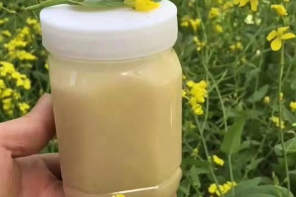油菜花蜜的简介，是蜜蜂用油菜的花蜜酿制而成