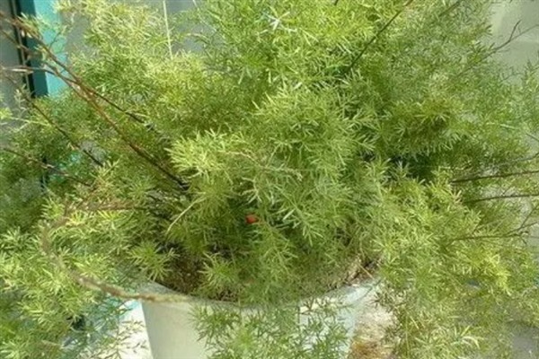 天门冬的养殖方法，冬季放在阳光充足的地方养护