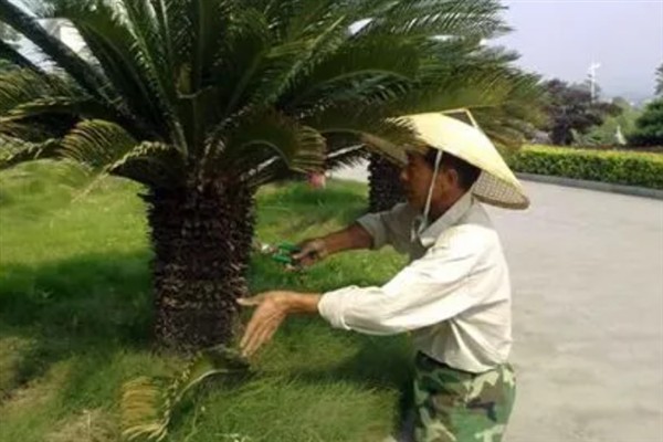 铁树的修剪方法，从基部剪除枯黄的老叶可以节省养分