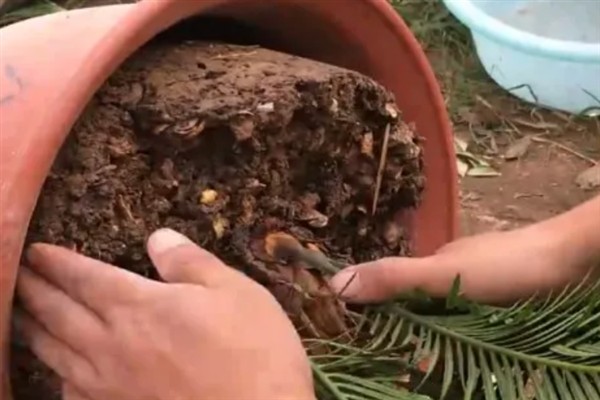 铁树的修剪方法，从基部剪除枯黄的老叶可以节省养分