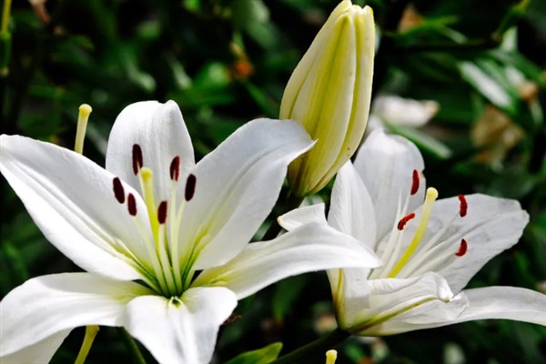 三朵百合花的含义，代表我爱你