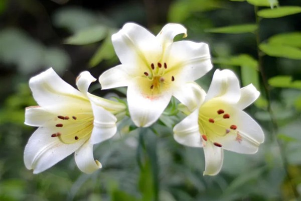 三朵百合花的含义，代表我爱你