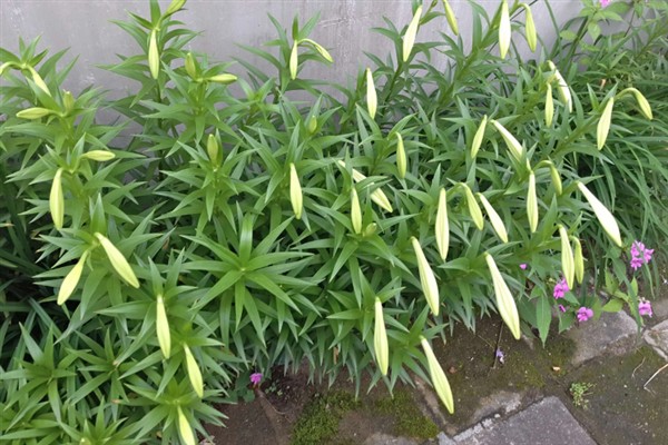三朵百合花的含义，代表我爱你