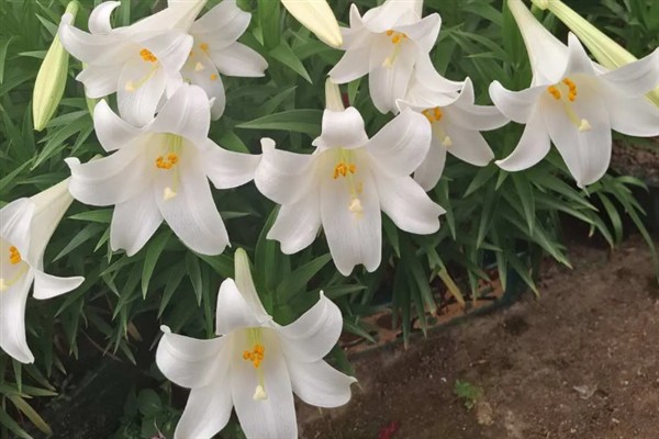 三朵百合花的含义，代表我爱你