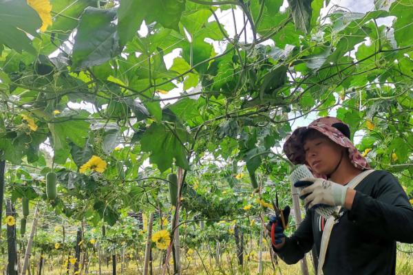 丝瓜早春怎么育苗，育苗盘每穴播种一粒